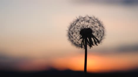 a beautiful dandelion, fluffy blowball is swinging in front of a wonderful sunset