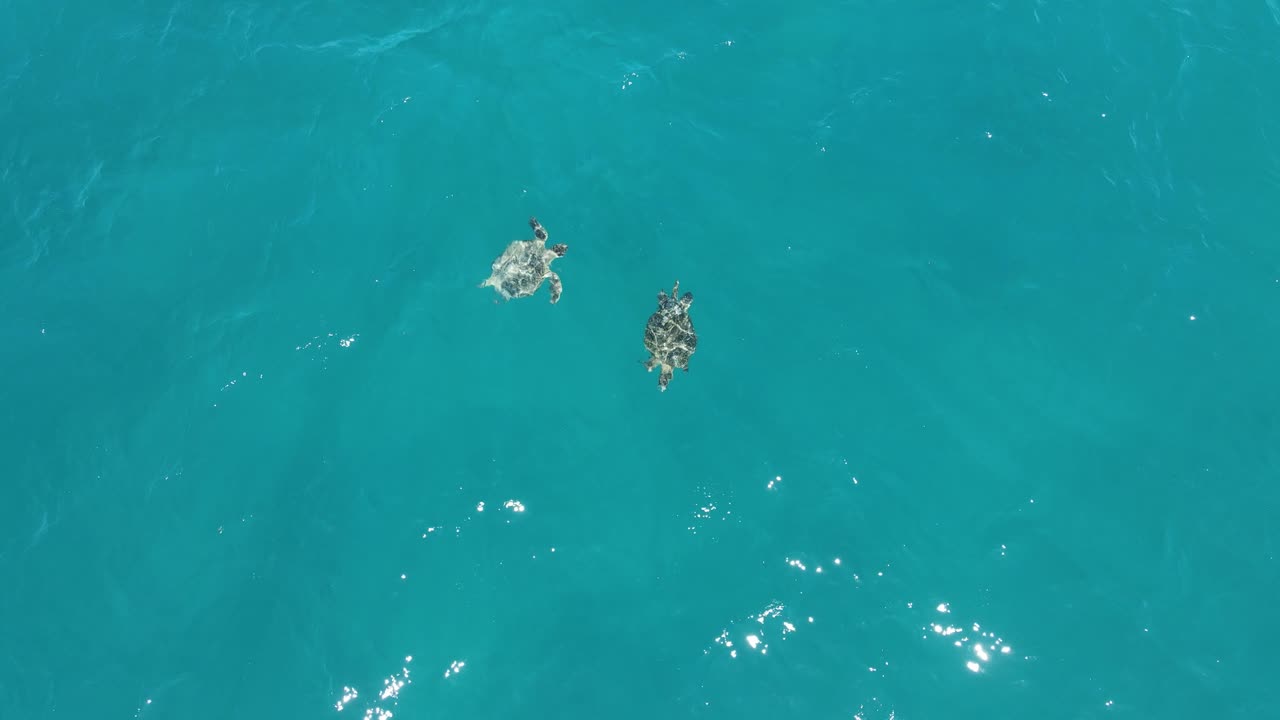 Aerial top down shot showing couple sea turtles swimming in clear ocean - Beautiful water in Ocean of Australian Coast