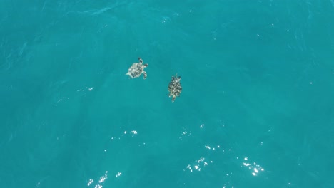 aerial top down shot showing couple sea turtles swimming in clear ocean - beautiful water in ocean of australian coast