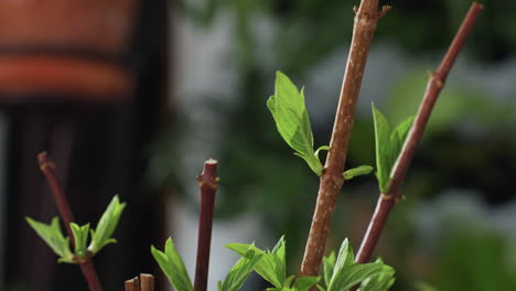 close up view of fresh vibrant green leaves sprouting from bare woody stems inside cozy interior with blurred vase and flower background under warm natural light showcasing delicate vein pattern