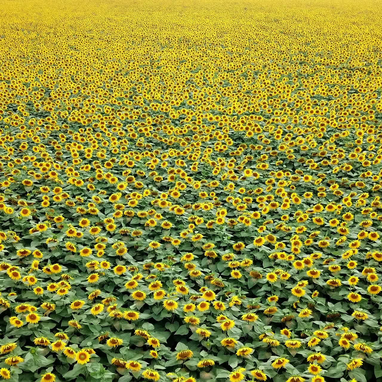 Sunflower: Aerial view of colored plantation of sunflowers. Countryside view. Beautiful landscape. Yellow flowers. Sunflower field.