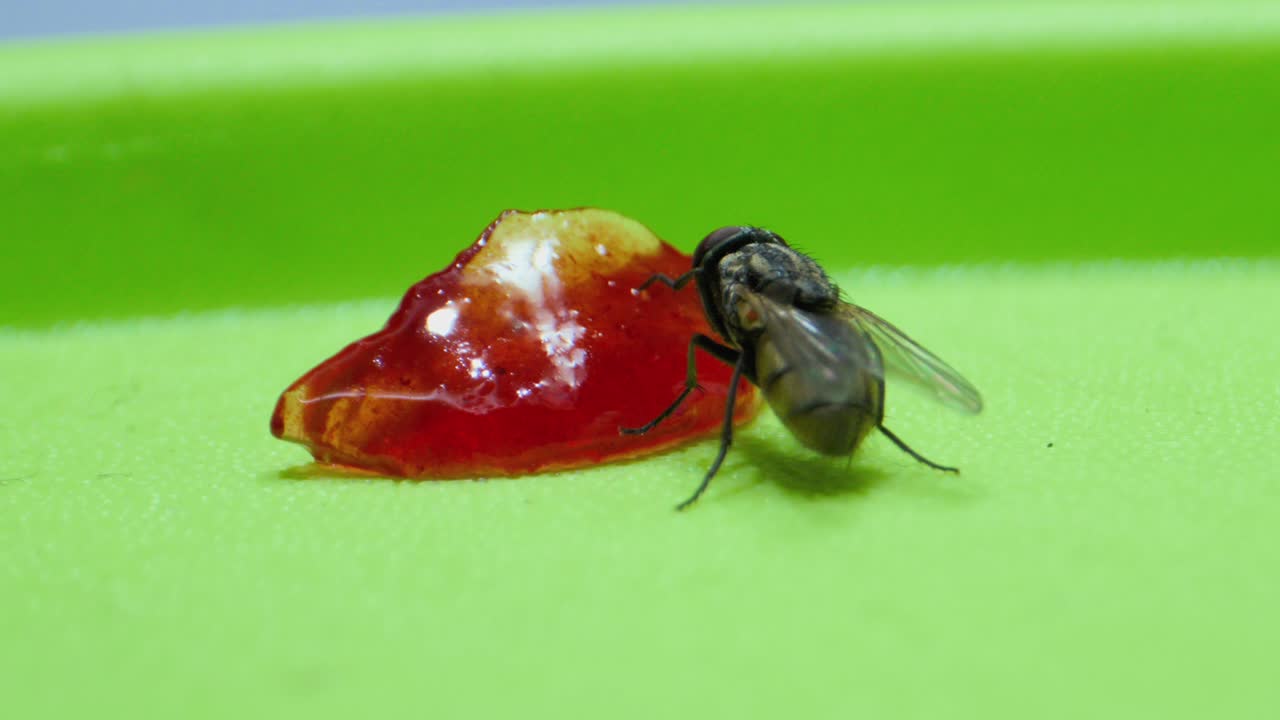 Fly sucking jam micro lens closeup view