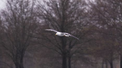 a tracking shot of a gliding seagull towards the ground