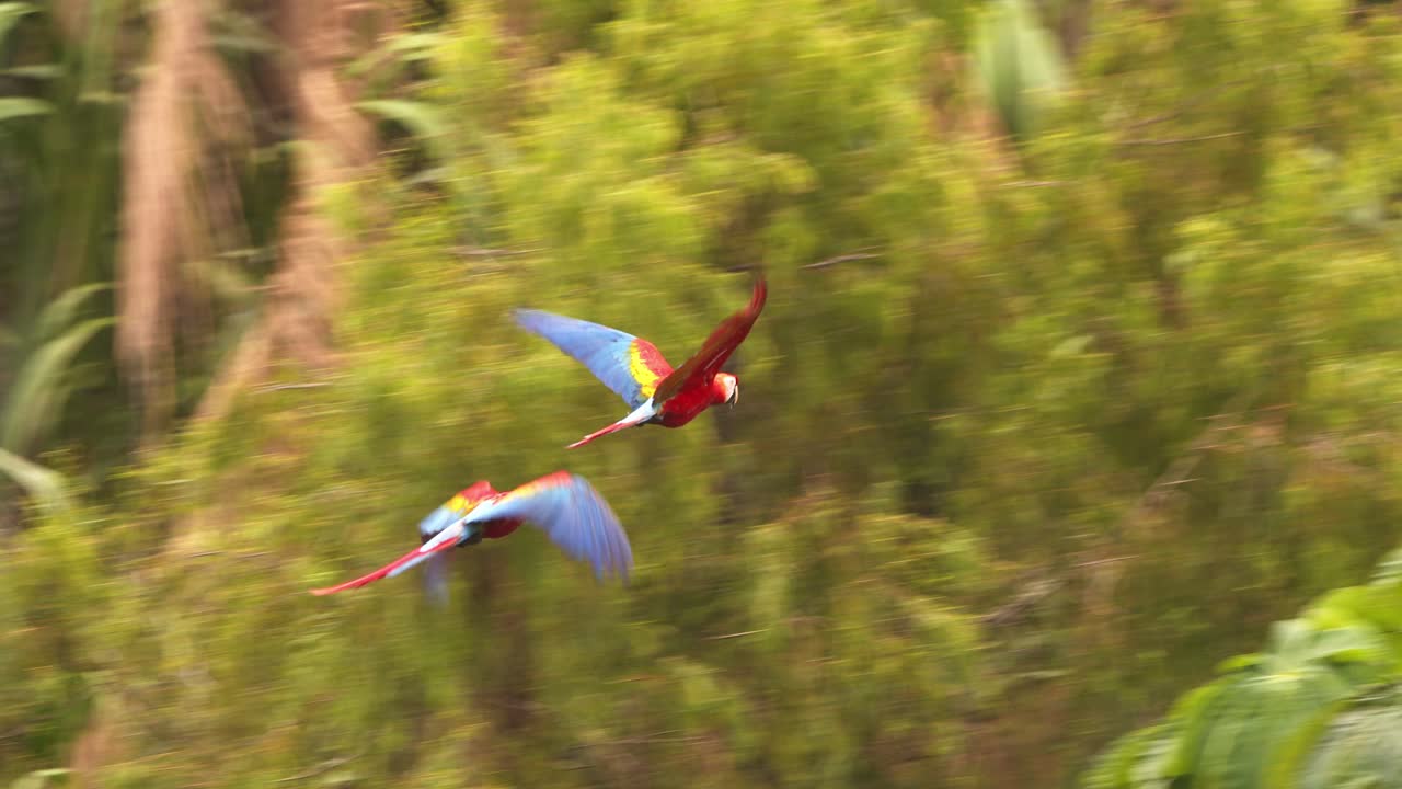 Pair of vivid scarlet macaws soaring through the Amazon jungle, a stunning tropical wildlife moment.