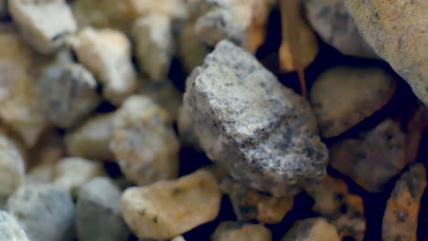 foto macro de un pequeño lagarto bebé salvaje mirando y moviéndose sobre pequeñas rocas de grava
