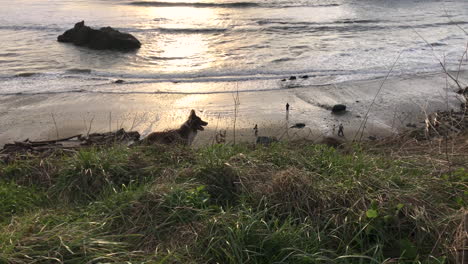 happy dog without leash standing on bluff over bandon beach at the oregon coast