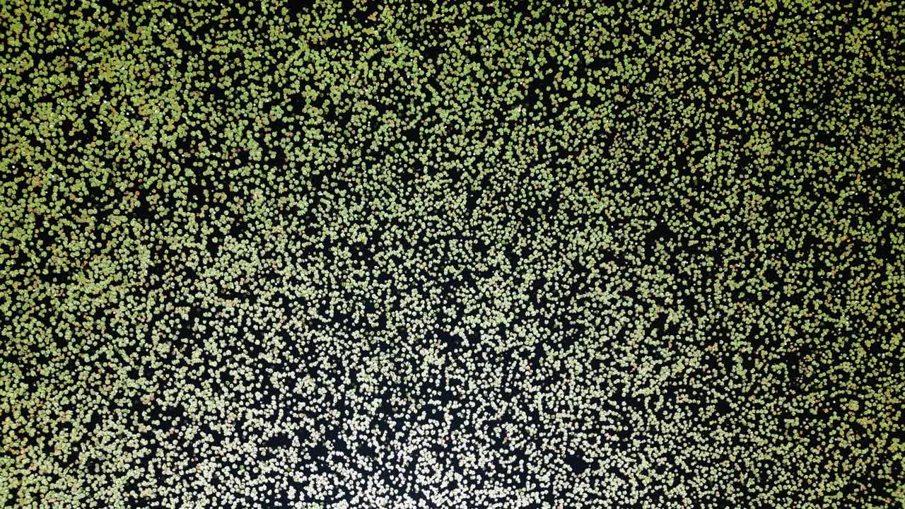 Panoramic aerial view of large fields of water natulily in a lake