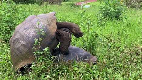 Seitenansicht-Von-Riesenschildkröten,-Die-Sich-Auf-Galapagos-Paaren