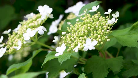 high bush cranberry is high in vitamin c although not a real cranberry