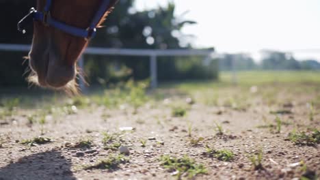 Extreme-Close-Up-Low-Angle-To-Medium-Shot-Of-A-Light-Brown-Horse-Eating-Grass-In-Paddock-On-A-Sunny-Day