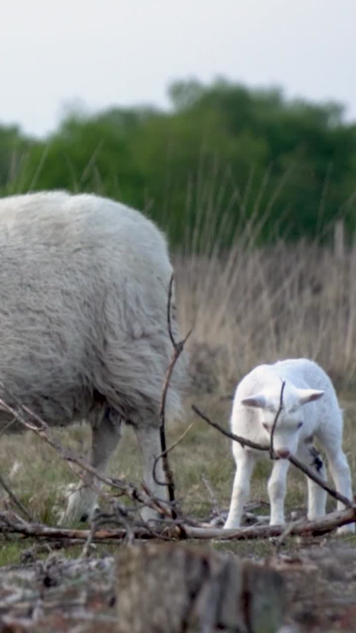 Agnello in un campo