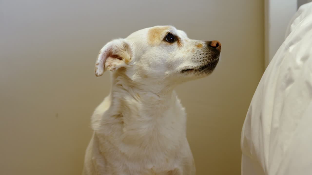 perro mirando a la cámara 4k
