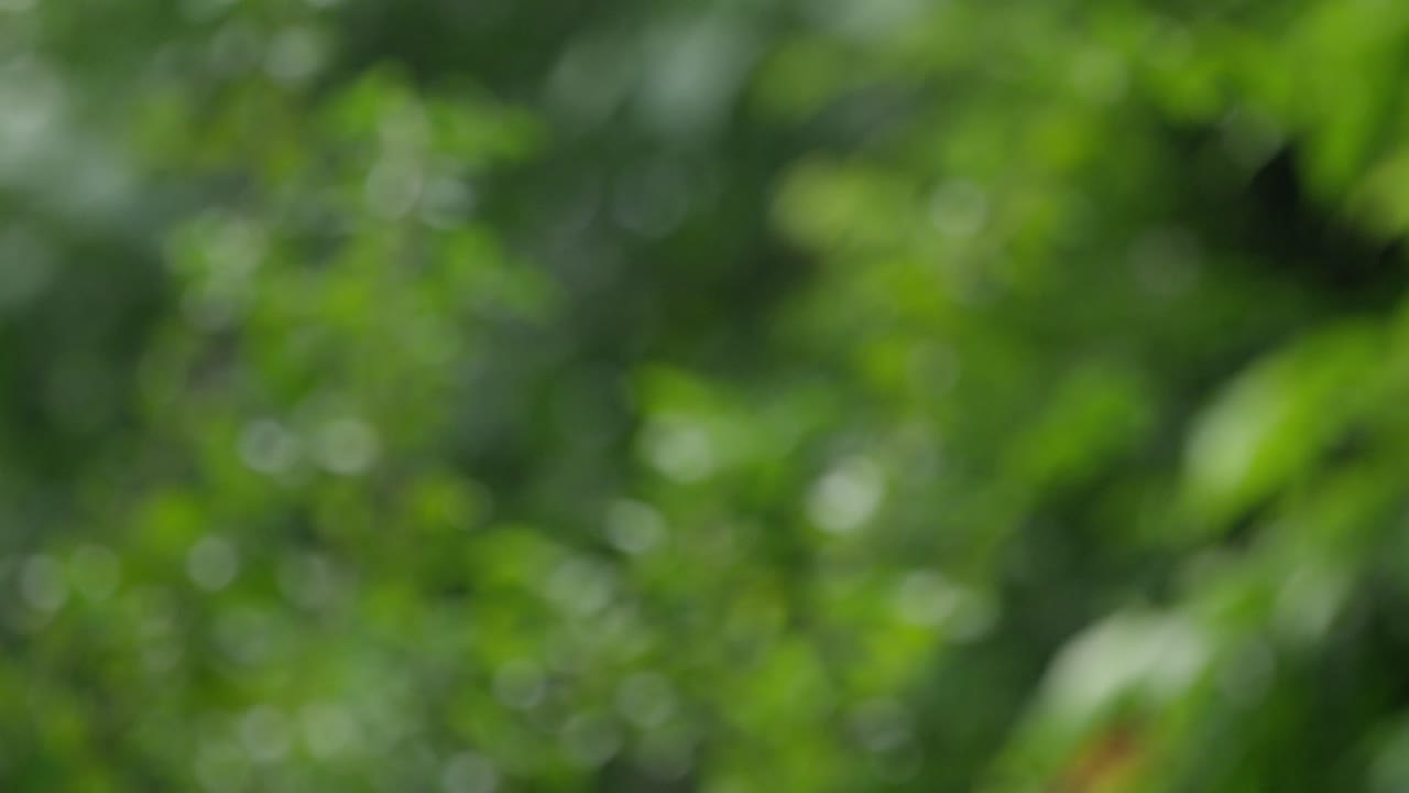 lluvia de la selva en cámara lenta con efecto borroso, día cálido y soleado, rojo 4k