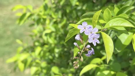 closeup of duranta erecta flower blooming in the garden also known as golden dewdrop, pigeon berry, and skyflower, light-blue or lavender duranta erecta
