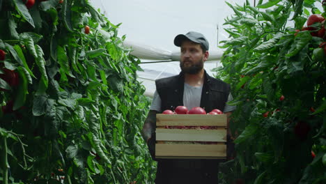 farmer harvesting tomatoes in a greenhouse