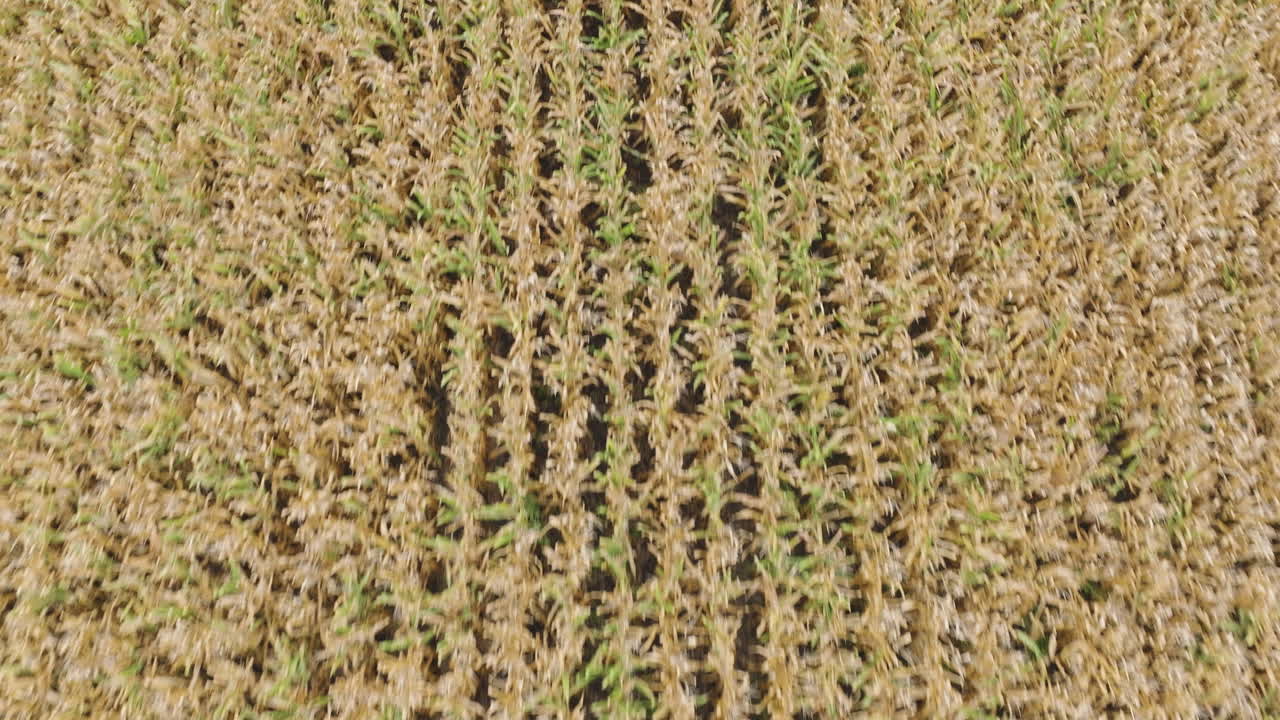 descenso aéreo en el campo de la granja con cultivos marchitos debido a la escasez de agua
