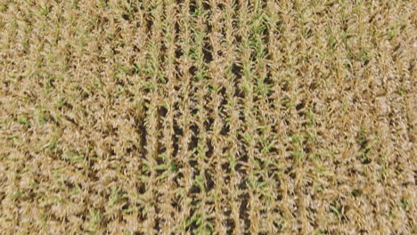 aerial descent on farm field with withered crops due to water shortage