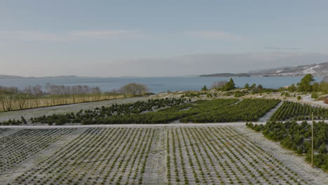 offshore christmas tree plantation during winter