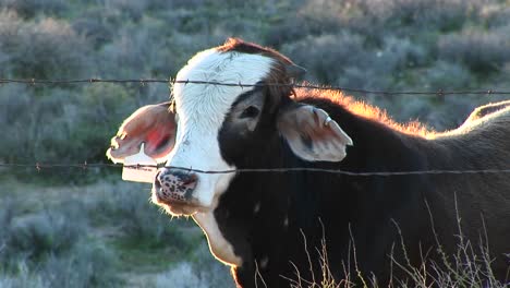 medium shot of a cow looking through a barbed wire fence