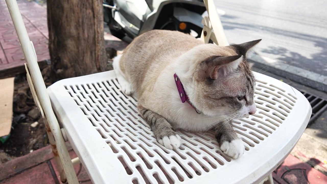 Un gatto soriano domestico siede tranquillamente su una sedia bianca alla luce del giorno intensa all'aperto