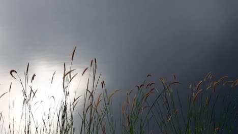 silhouette of grasses on the waterside moving as the wind blows