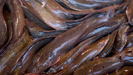 catfish densely packed, moving in shallow water