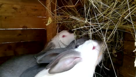 unos conejitos esponjosos comiendo heno en una jaula de madera