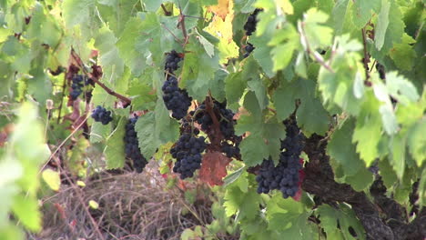 Harvest-time-in-France