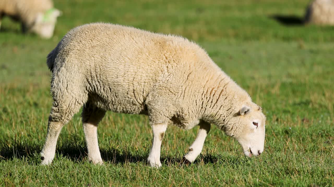 A sheep grazes peacefully in a sunlit field, surrounded by vibrant green grass and distant hills