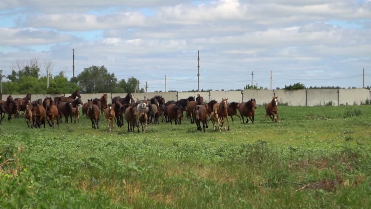 rebaño de caballos corriendo en un campo