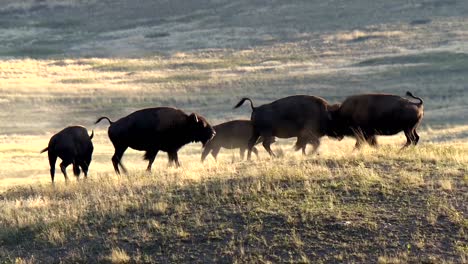 Kleine-Gruppe-Von-Bisons-Im-Grünland