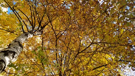 Gelbe-Blätter-An-Den-Birken-Und-Kronen-Vor-Dem-Blauen-Himmel-Blicken-Nach-Oben