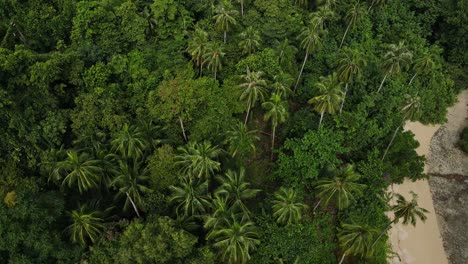 Vista-Aérea-Sobre-Destino-De-Viaje-Tropical-Palmera-Bosque-Isla-Desierto