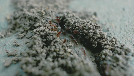 a close up view of ants building colony