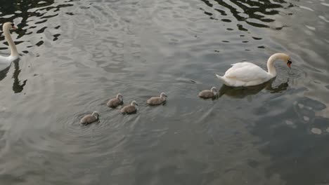 little fluffy baby cygnets following swans in canal river water