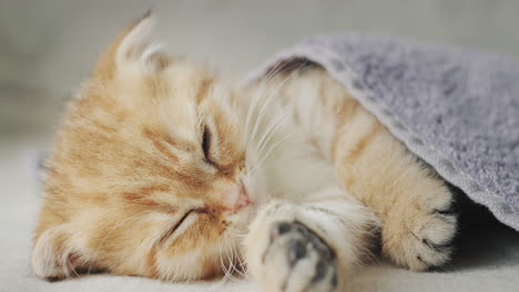 el gato rojo gracioso duerme bajo las sábanas de su cama