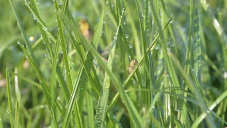 green grass in dew in sunlight with an insect on a blade of grass