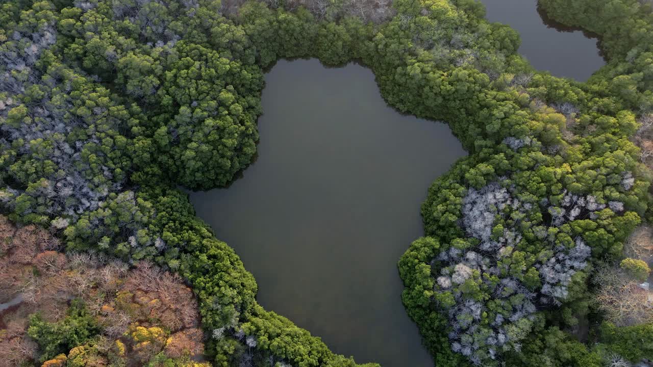 로사리오 이슬라 그란데 카리브해 섬 콜롬비아 호수 자연 열대 숲, 공중