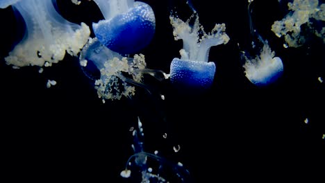 many blue, white spotted rhizostoma jellyfish swimming in the water, dancing in the water against a black background