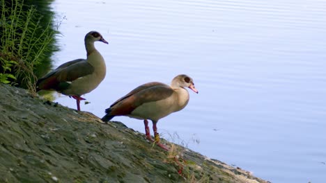 Ein-Paar-ägyptischer-Gänse-Ruht-Am-Kanal-In-Amsterdam,-Niederlande