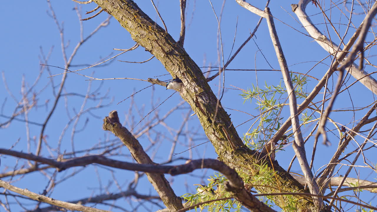 Slow motion reveals the grace of purple martins in flight on a peaceful spring morning.