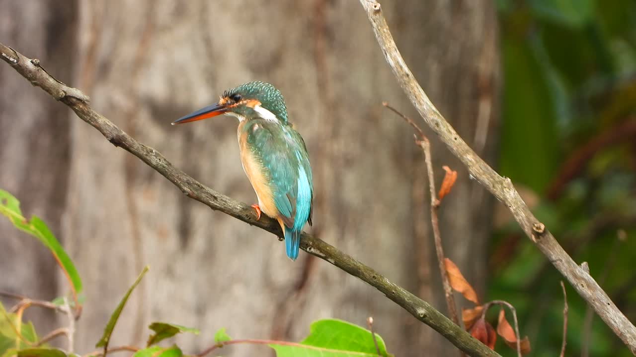 martín pescador en el árbol esperando orar.