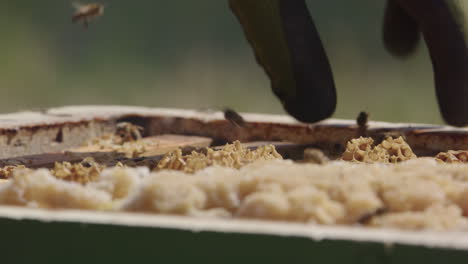 beekeeping - removing a frame from the beehive after smoking the bees, close up