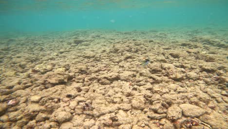 peces del estado de hawai; peces gatillo de arrecife