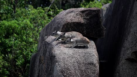 Felsenhyrax-Familie,-Die-Auf-Einem-Großen-Grauen-Felsen-Ein-Sonnenbad-Nimmt,-Wachsamer-Grüner-Buschhintergrund-Bleibt