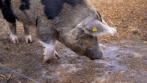 Zweifarbiges-Schwein,-Das-Auf-Schmutzigem-Boden-Weidet