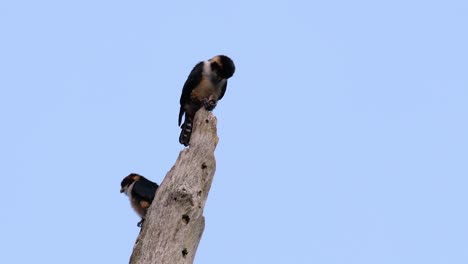 el falconet de muslo negro es una de las aves rapaces más pequeñas que se encuentran en los bosques de algunos países de asia