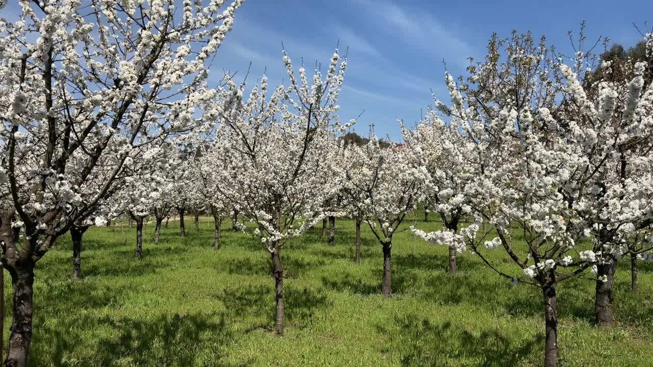 Frutteto di mandorli coperti di fiori bianchi sotto un cielo blu in un paesaggio primaverile.