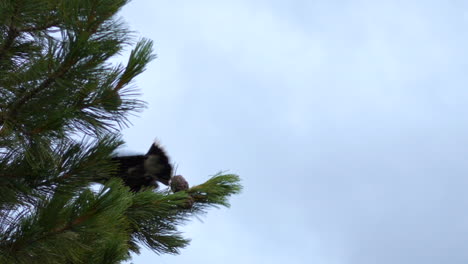 siberian spotted nutcracker bird on branch taking off