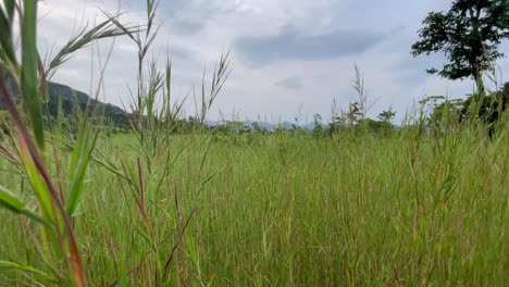 greenery field landscape on downhills of tiger point lonavala in kurvande, india